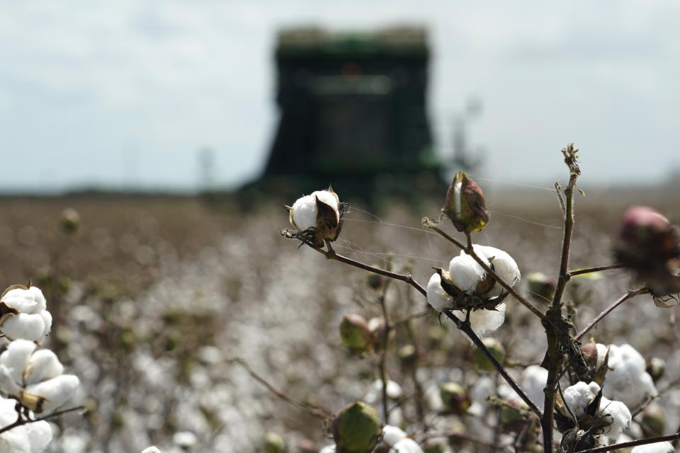 Cotton is harvested on the farm of Billie D Simpson, Wednesday, Sept. 15, 2021, in San Benito, Texas. Across the Rio Grande Valley, a multimillion-dollar crop industry and fast-growing cities get water from an irrigation system designed nearly a century ago for agriculture. (AP Photo/Eric Gay)