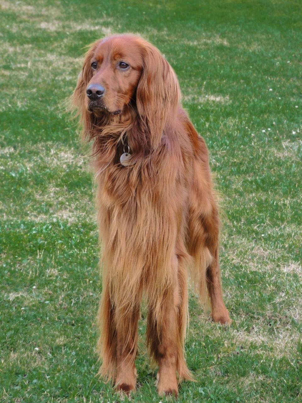 14) Irish Setter