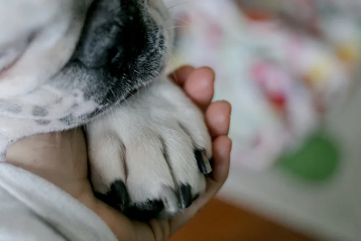 <span class="caption">For many kids, their only experience with death is with family pets, and the return of deceased animals can be comforting.</span> <span class="attribution">Carol Yepes/Getty Images</span>