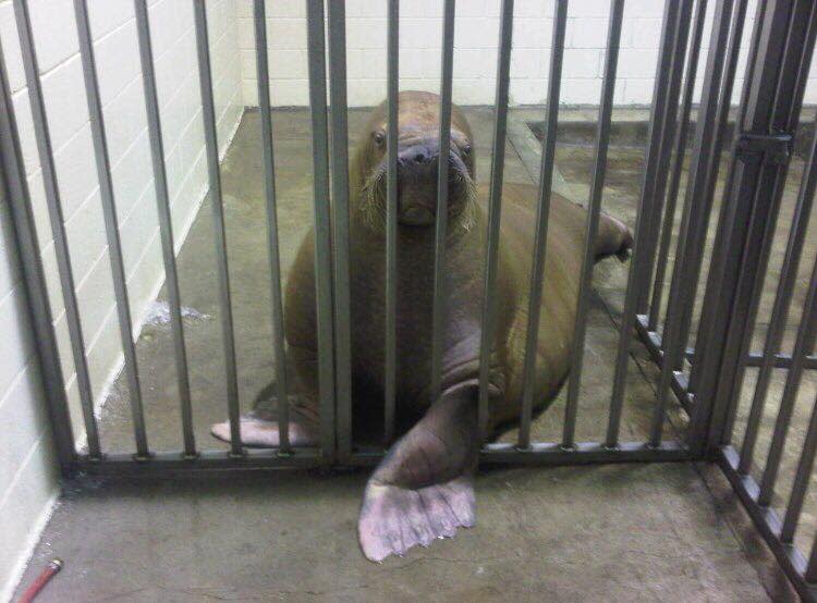 Smooshi the walrus looks through the bars of a concrete cage.