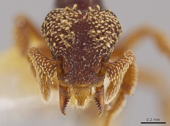 The face of ant species Eurhopalothrix semicapillum, named for the hairy patches on its face.