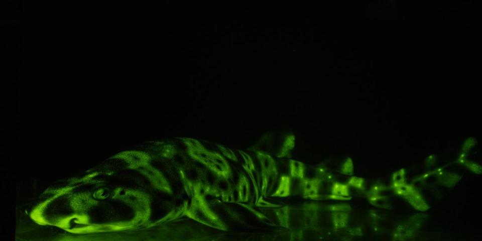 green shark