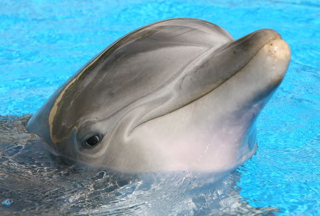 An Atlantic bottlenose dolphin at the Mirage in 2008. sticks its head out of the water at The Mirage Hotel & Casino during a visit by (Photo: Ethan Miller/Getty Images for Cirque du Soleil)