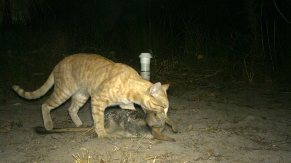 An orange cat with a dead wallaby in its mouth in the Northern Territory. The image has sparked a warning to cat owners to keep their pets inside.