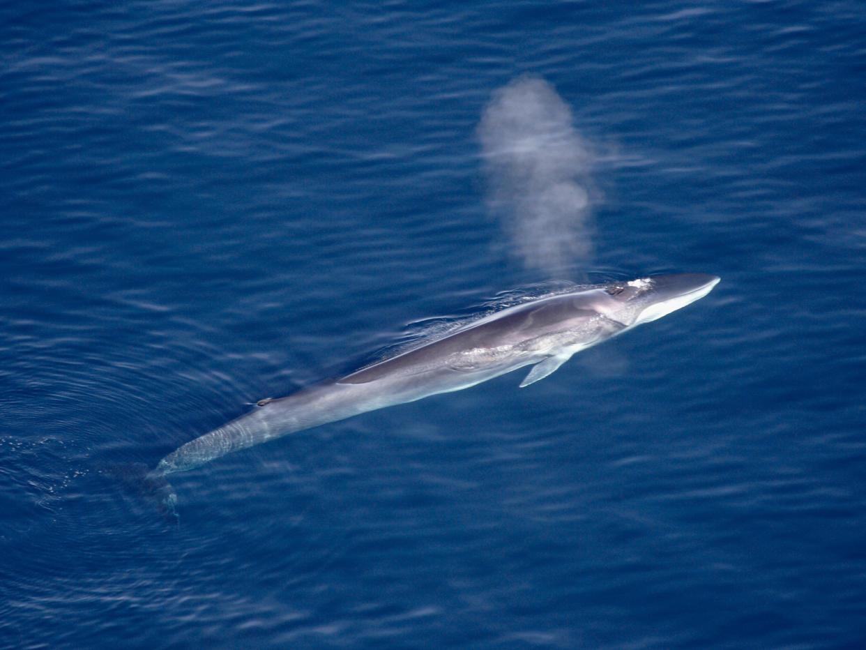 A fin whale. Aqqa Rosing-Asvid via Wikipedia