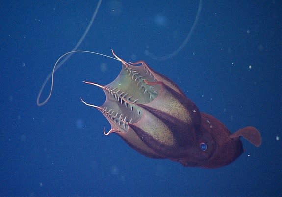 This frame grab from an underwater video shows a vampire squid in a typical feeding position, drifting horizontally in the deep sea with one of its filaments extended.