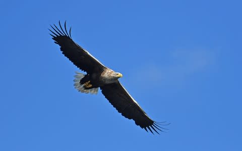 A white-tailed eagle - Credit: GETTY