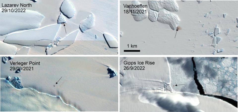 Combination of satellite images shows four new emperor penguin colony sites in Antarctica (British Antarctic Survey)