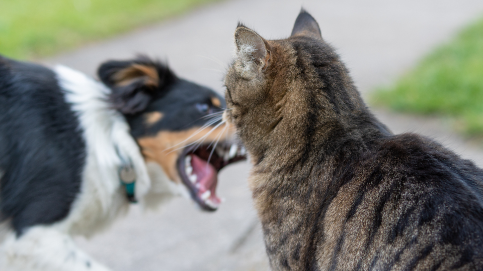 Dog barking at a cat