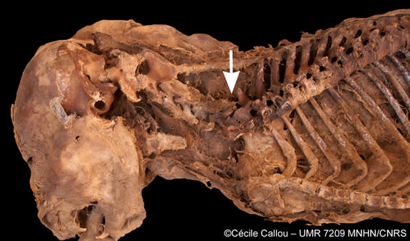 Close-up of the <em>post mortem</em> vertebral dislocation located between the sixth and seventh cervical vertebrae of the mummified dog discovered at the excavation site of El Deir in Egypt.
