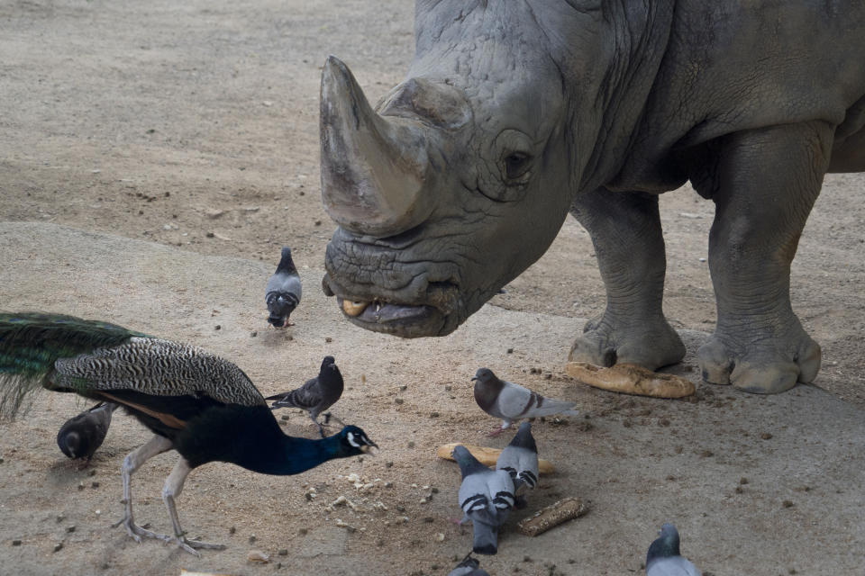 In this Friday, May 10, 2019 photo, Pedro, a 45-year-old white rhinoceros eats a baguette for breakfast together with a peacock and pigeons in his enclosure at the zoo in Barcelona, Spain. Animal rights activists in Barcelona are celebrating a victory after the Spanish city ordered its municipal zoo to restrict the breeding of captive animals unless their young are destined to be reintroduced into the wild. (AP Photo/Renata Brito)