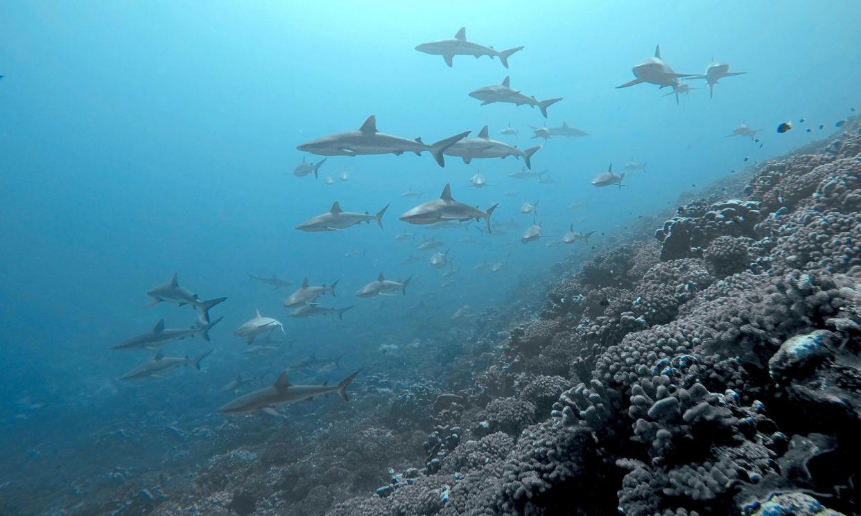 <span>Sharks are cold-blooded, ‘if it gets too hot they’re going to need to move,’ the research project’s leader said.</span><span>Photograph: Johann Mourier</span>