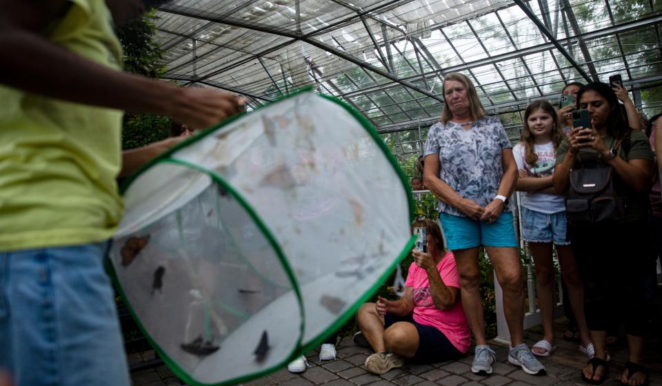 Carleigh March, an educator at the Florida Native Butterfly Society’s butterfly house in Fort Myers releases butterflies on Friday, July 28, 2023. The Florida Native Butterfly Society’s butterfly houses closed on Friday.