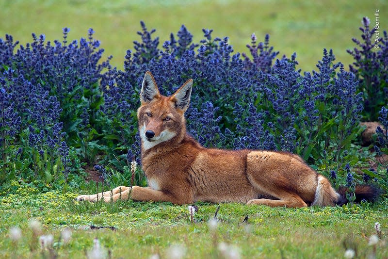 Photo: Axel Gomille / Wildlife Photographer of the Year