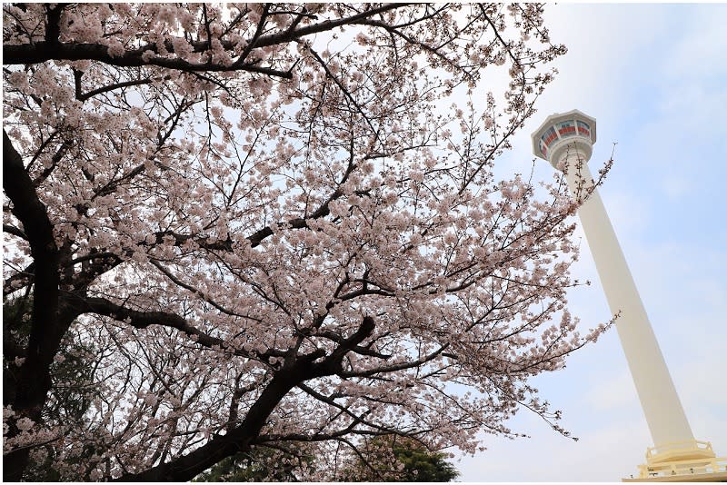 韓國｜釜山塔 (부산타워) 