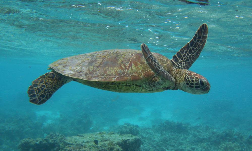 A turtle off Lady Elliot Island in the Great Barrier Reef marine park