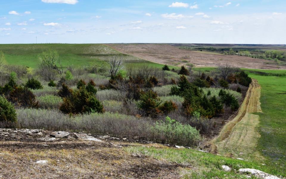 Eastern red cedars are taking over grasslands in the Dakotas, Nebraska, Kansas and Oklahoma. In most temperate grasslands around the world, gaining a tree canopy won't help cool the planet.