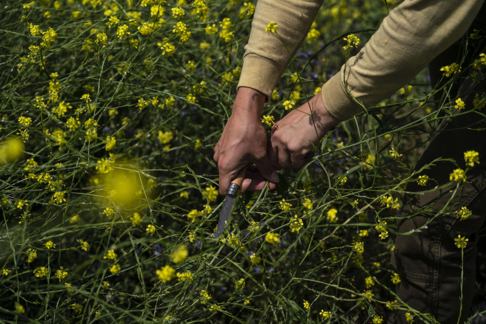 Artist Erin Berkowitz harvests wild mustard flowers to make clothing dyes in Altadena, Calif., Thursday, June 8, 2023. Berkowitz has offered classes along with a chef who crafts pesto from the mustard greens and mashes the flowers into dressing. "This is an abundant art supply that is all around us," Berkowitz said.(AP Photo/Jae C. Hong)