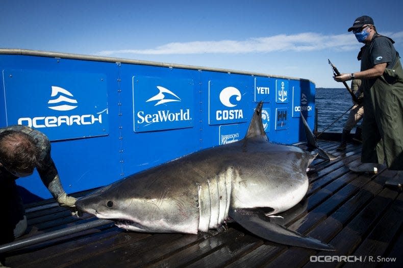 Breton, a 1,500 pound, 11 foot long white shark, was tagged by OCEARCH in 2020 off Nova Scotia.