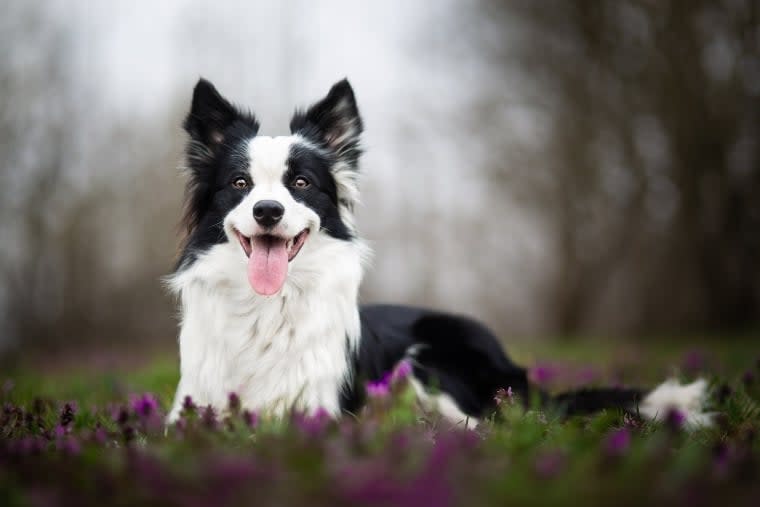 Border Collie in a field