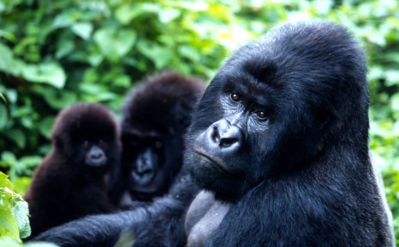 Mountain Gorilla – The mountain gorilla became known to science on 17 October 1902, and is a subspecies of eastern gorilla. World Wildlife Fund has put together a top 10 list of endangered species to be on the look-out for in 2012. © Martin Harvey / WWF-Canon <br> <br> <a href="http://WorldWildlife.org/how" rel="nofollow noopener" target="_blank" data-ylk="slk:Help protect their future by visiting www.WorldWildlife.org/how to see what you can do to make a difference for our planet.;elm:context_link;itc:0;sec:content-canvas" class="link ">Help protect their future by visiting www.WorldWildlife.org/how to see what you can do to make a difference for our planet. </a> © Martin Harvey / WWF-Canon