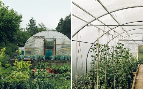 the polytunnel at The Black Swan - Credit: India Hobson