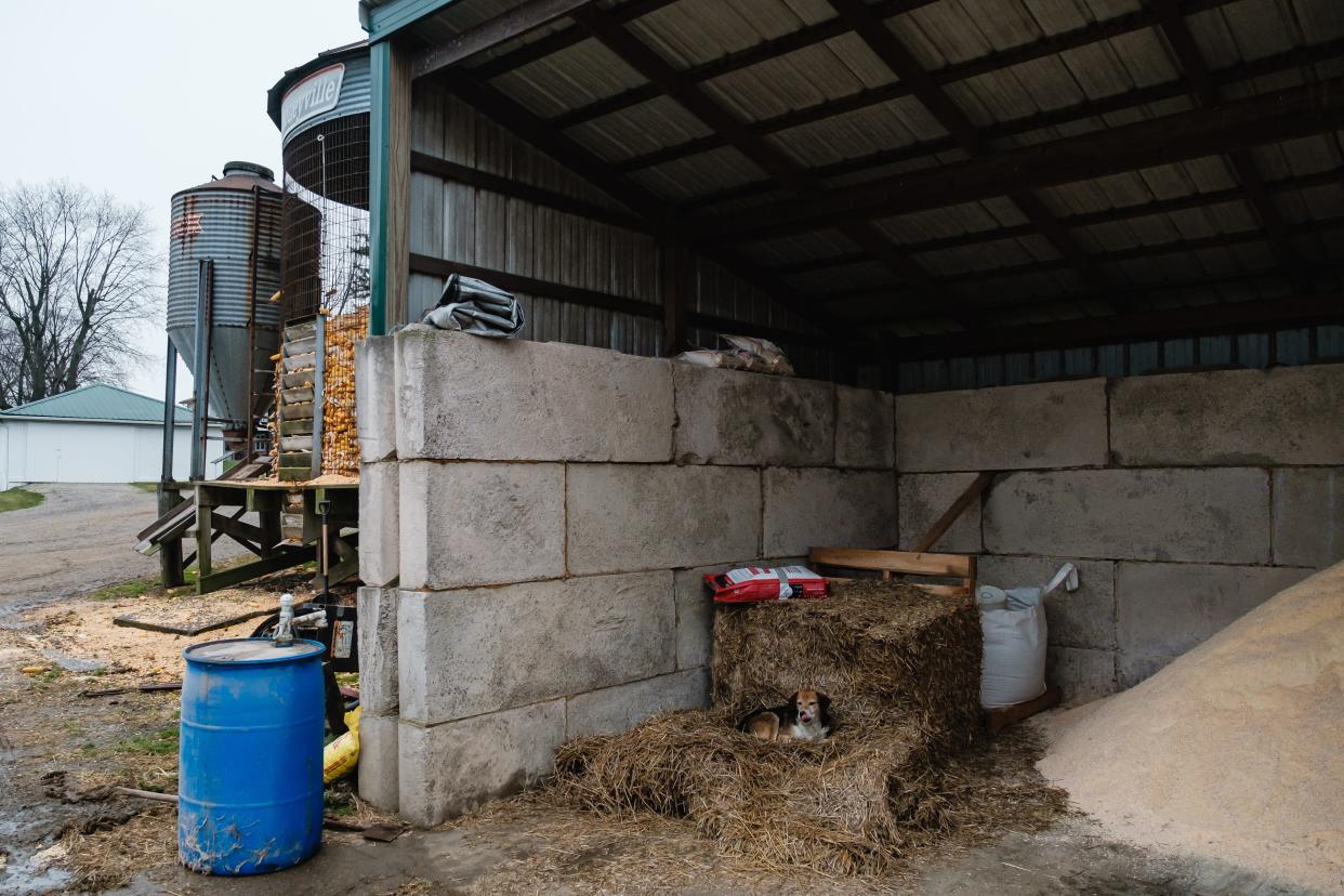 A farm dog rests in a pile of hay at D&S Dairy Farms during a multi-farm tour geared towards dairy producers and their employees wanting to learn about ProCROSS hybrid cows, Tuesday, Dec. 6 in Sugarcreek TWP.