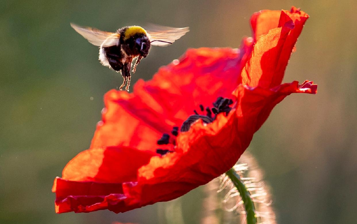 Bumblebees are bigger and more hardworking in cities - Michael Probst/AP