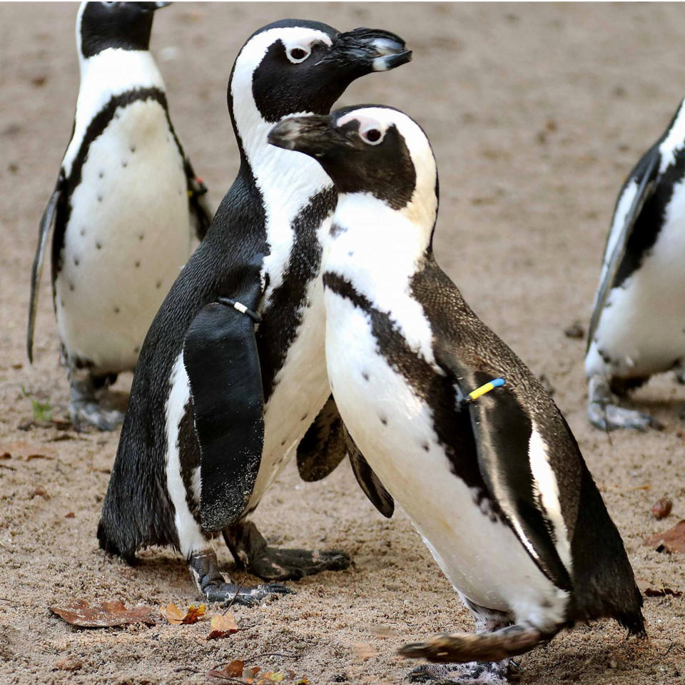 The penguin-gay couple from DierenPark Amersfoort took a nest from a lesbian penguin couple this year. 