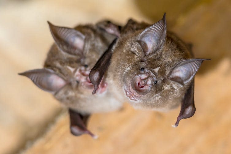 Two horseshoe bats.