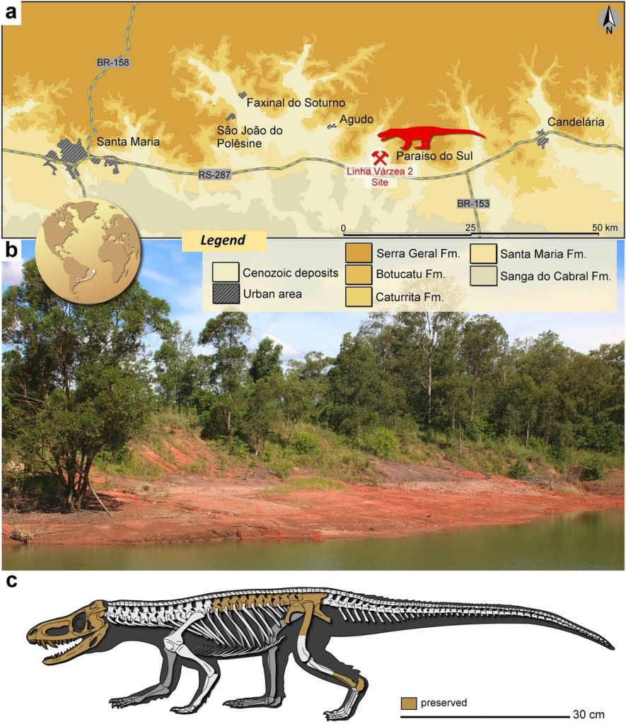 (a) Parvosuchus aurelioi（小鱷龍）的化石在巴西南里約格朗德州Paraíso do Sul地區發現。這個地點的地質背景提供了三疊紀時期的重要信息。(b) 全景圖展示了這個考古發掘現場的樣貌。(c)小鱷龍的假設骨骼重建圖中，橙色部分代表已保存的化石部分，而未保存的部分則基於Gracilisuchus stipanicicorum（暫譯：斯氏纖鱷）的骨骼重建圖進行推測。（圖／《科學報告》）