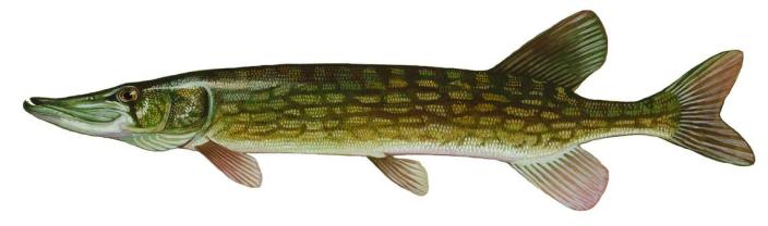A chain pickerel looks like this.