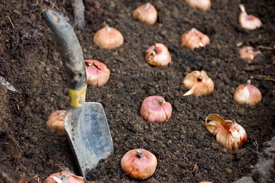 flower bulbs being planted in good soil