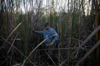 Thomas Aycock explora los pantanos y los carrizales de los Everglades en busca de pitones birmanas en la Reserva Nacional Big Cypress cerca de Ochopee