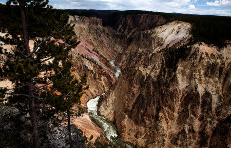 FILE PHOTO: The Grand Canyon of the Yellowstone River runs for 20 miles at depths of up to more than 1,000 feet deep in Yellowstone National Park, Wyoming, U.S., June 24, 2011. REUTERS/Jim Urquhart/File Photo