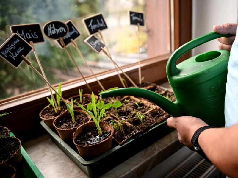 When sowing plants from seed, start your seedlings indoors and let them grow hardy before placing them outside. Britta Pedersen/dpa-Zentralbild/dpa