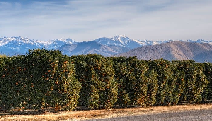 View of oranges and snowy peaks from the valley floor near Woodlake, Calif.