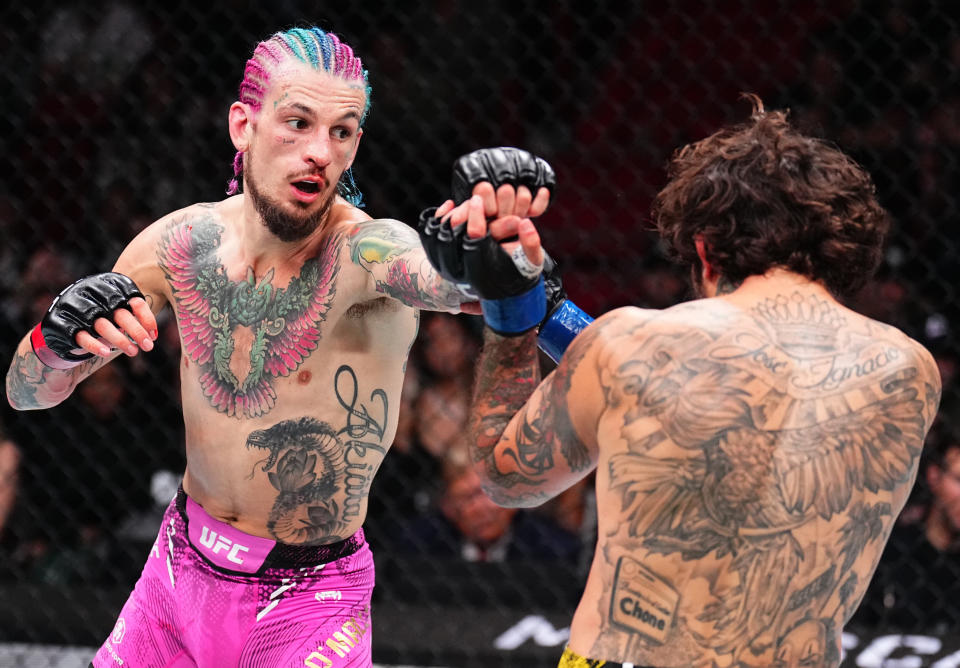 Actualmente, Sean O'Malley, campeón de peso gallo de la UFC, es considerado entre los mejroes peleadores libra por libra de la organización. (Foto: Chris Unger/Zuffa LLC via Getty Images)