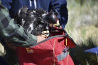 Researcher Charles "Chuck" Preston places a young golden eagle into a bag so it can be returned to its nest after the bird was temporarily removed as part of research into the species' population, on Wednesday, June 15, 2022 near Cody, Wyo. Climate change could significantly reduce golden eagle ranges, but wind farms that are being built to counter climate change also cause eagle deaths as they collide with turbines. (AP Photo/Matthew Brown)