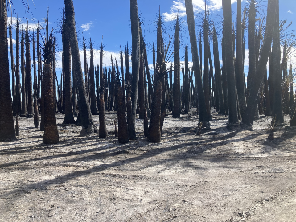 Scorched palm trees at the Dos Palmas Preserve in eastern Riverside County on Feb. 21, 2024, after a prescribed burn to restore habitat went awry, and turned into a 285-acre wildfire.