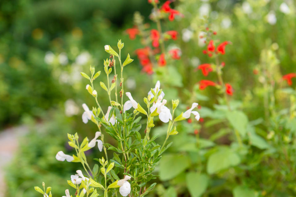 Autumnsage plant by Barton Springs Nursery