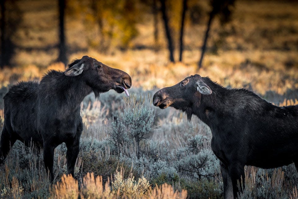 "So There" by Barney Koszalka shows two moose who look like they're talking to each other.