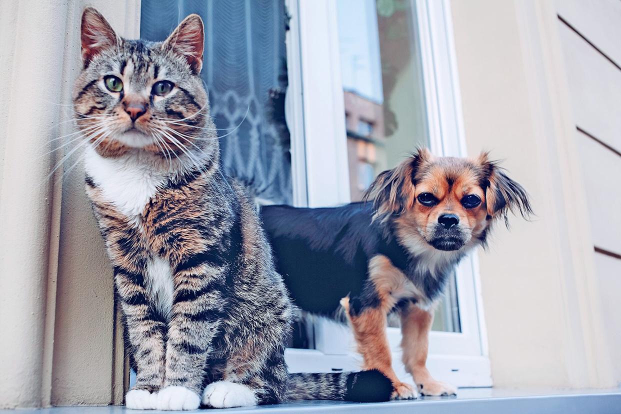 cat and dog at the door outside