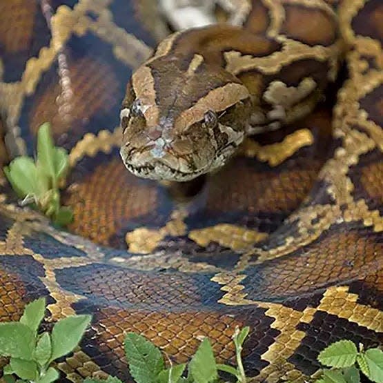 Burmese pythons are currently considered established from just south of Lake Okeechobee to Key Largo and from western Broward County west to Collier County.