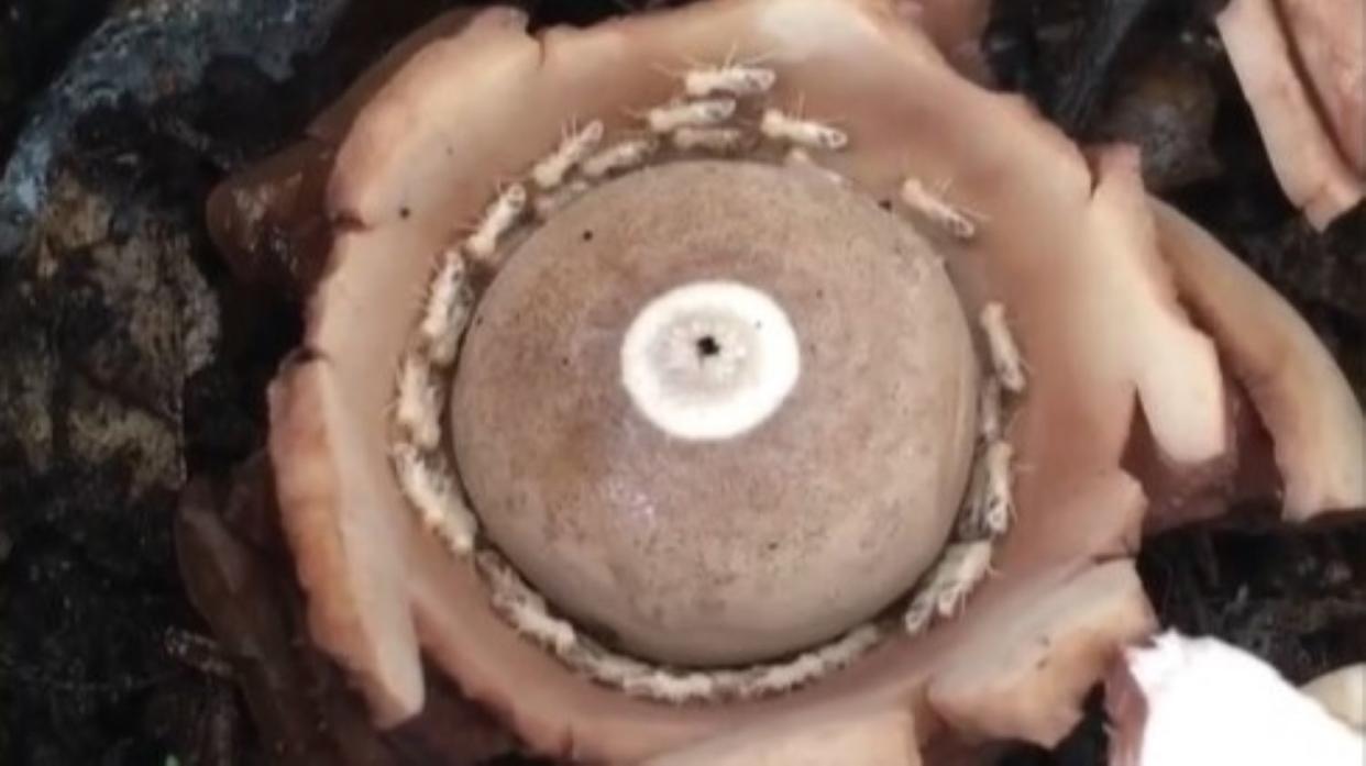  Termites inside a fungus in a death spiral. 