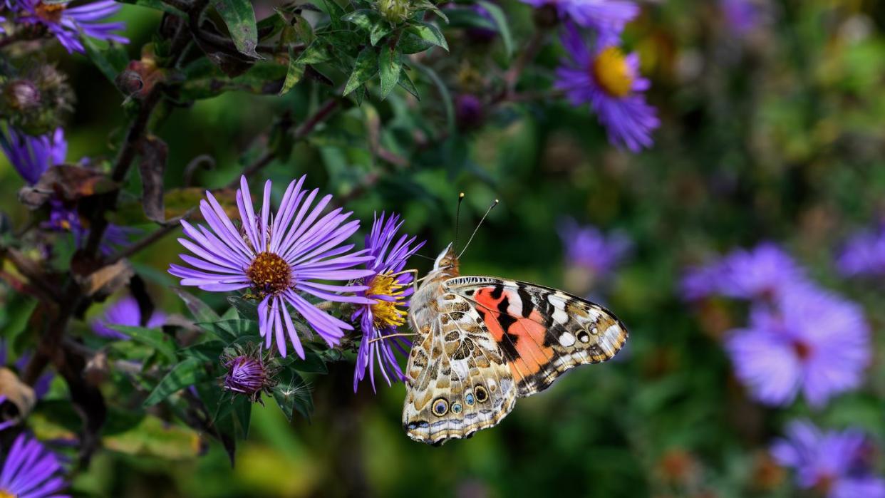 how to create a pollinator garden painted lady feeding on brightly colored new england aster