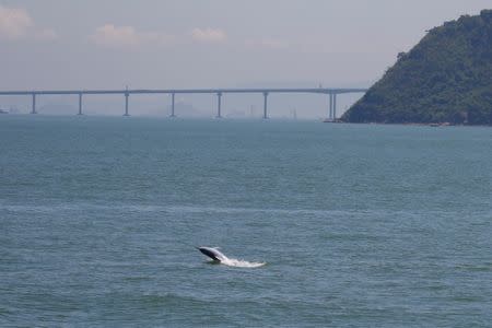 A Chinese white dolphin jumps out of the sea in front of the Hong Kong-Zhuhai-Macau bridge off Lantau island in Hong Kong, China May 30, 2018. REUTERS/Bobby Yip