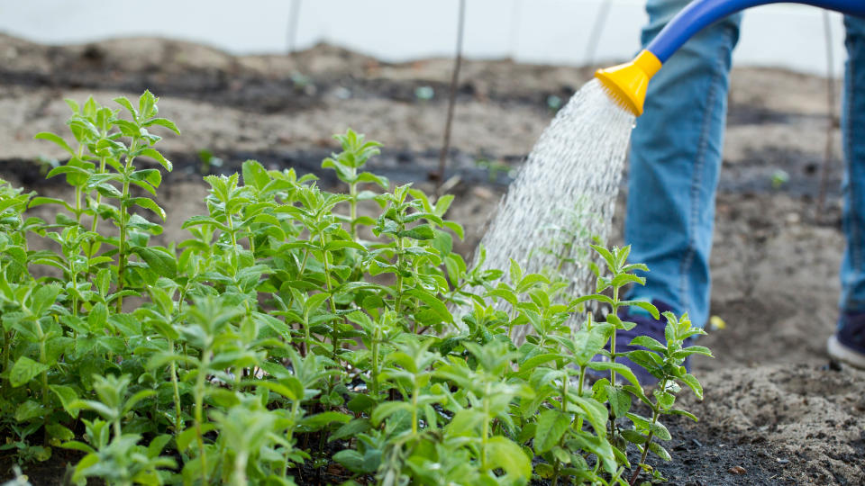 Someone watering mint in the yard