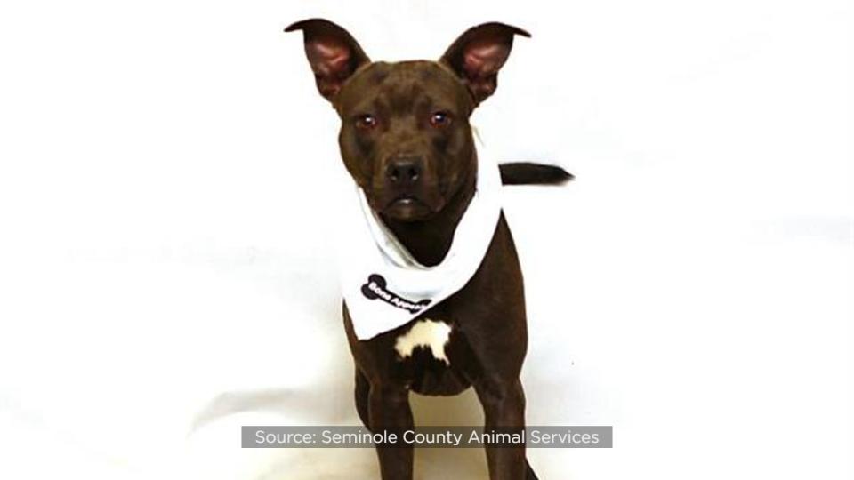 Seminole County Animal Services announced Friday that the shelter is over capacity and offering $5 dog adoptions to help make room.