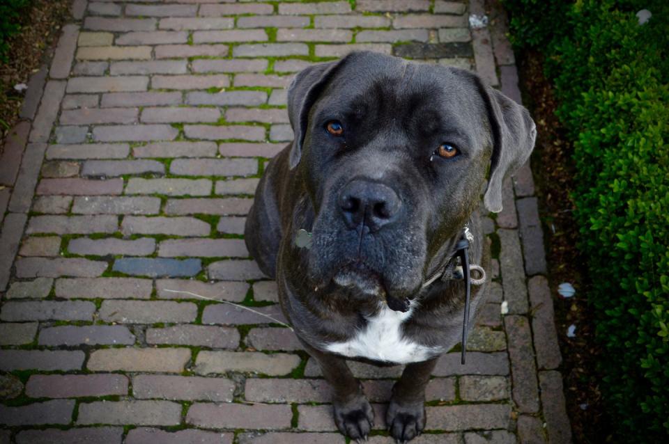 <p>Cane Corsi, also called Italian Mastiffs, can be intimidating bodyguards that need lots of exercise and a firm hand. With the right training; however, these fierce canines will bond with their families, including children. </p>